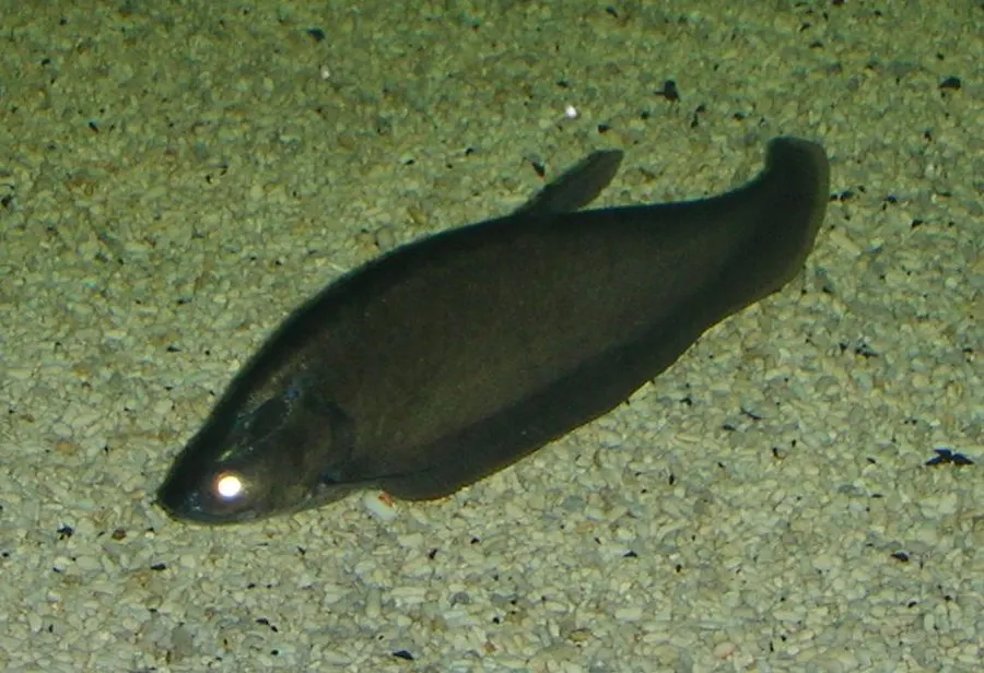 ফলি