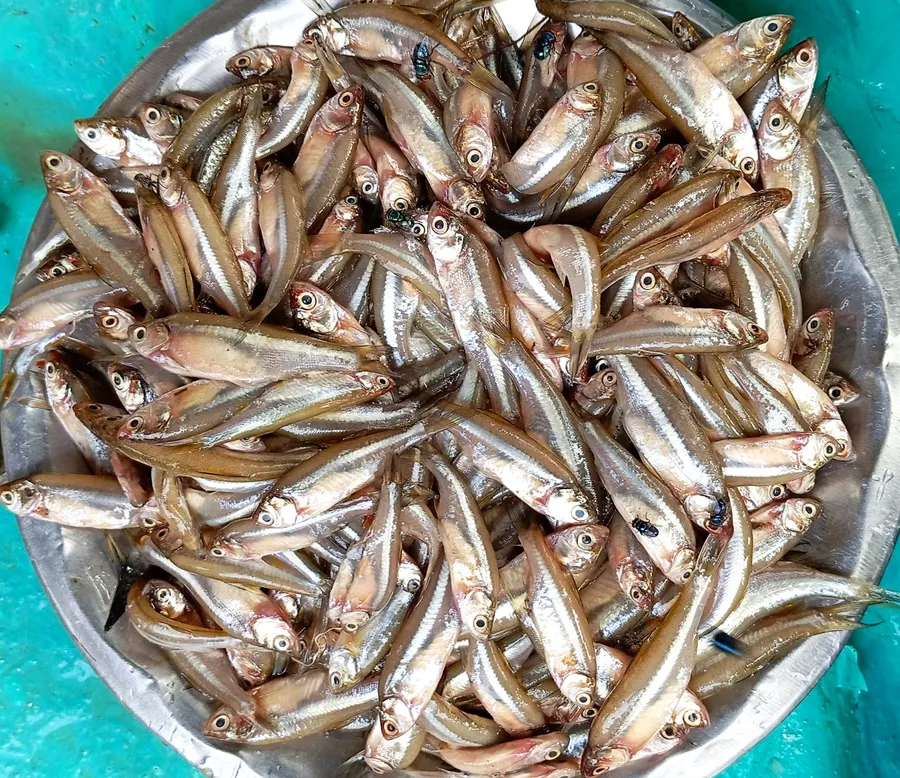 মলা