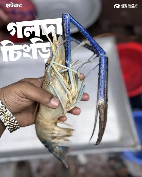 গলদা চিংড়ি