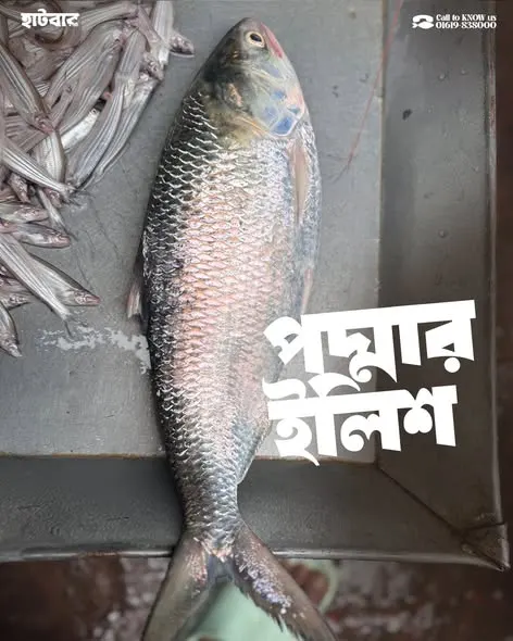 ইলিশ