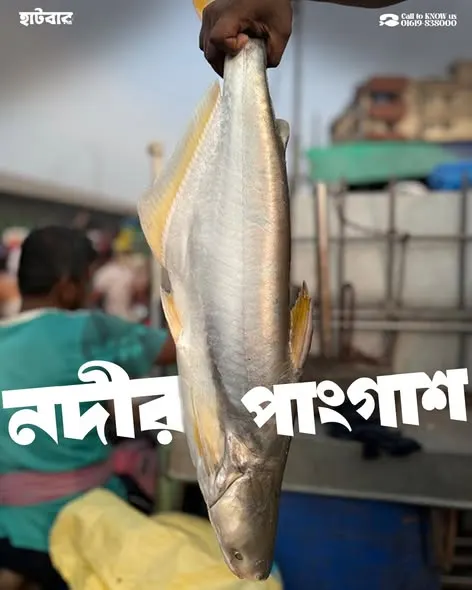 পাঙ্গাস