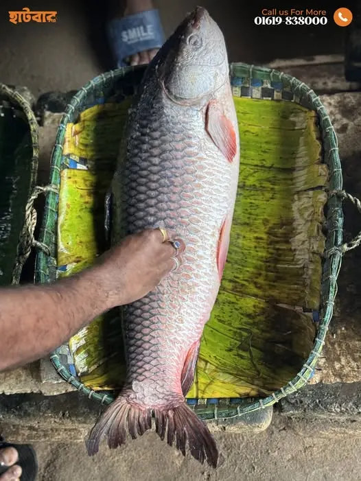 রুই